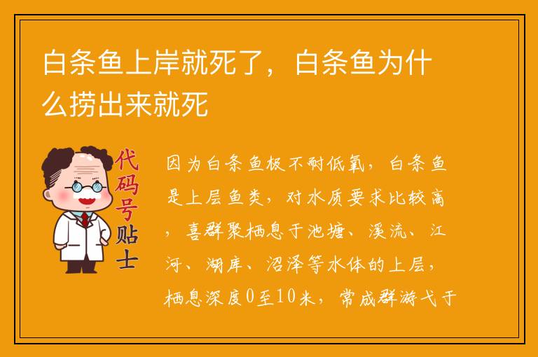 白条鱼上岸就死了，白条鱼为什么捞出来就死